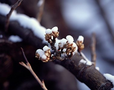 冬天的树枝背景图片_一根被雪覆盖的树枝，上面有一些芽