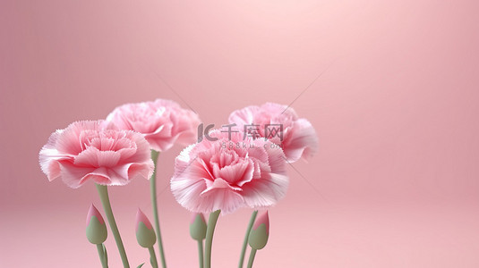 康乃馨花背景图片_浅色背景上康乃馨花的 3d 渲染