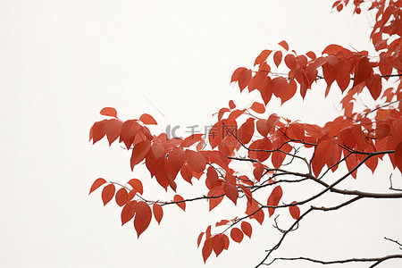 橙色枫叶背景图片_秋天的树枝，有橙色和红色的叶子