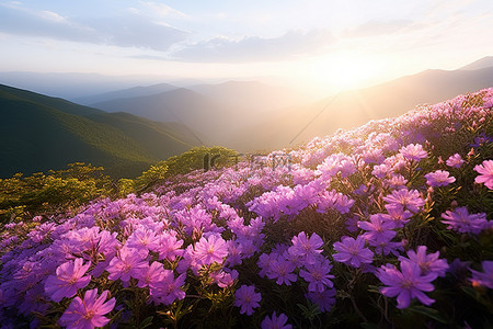 花朵在日出时在山中绽放，可欣赏阳光