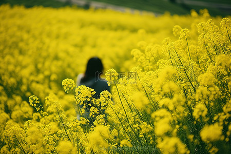 旅行黄色背景图片_黄色的花田很大而且很近