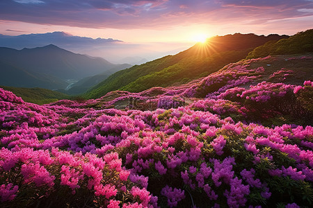 紫色日落背景图片_紫色杜鹃花覆盖的山上的日出