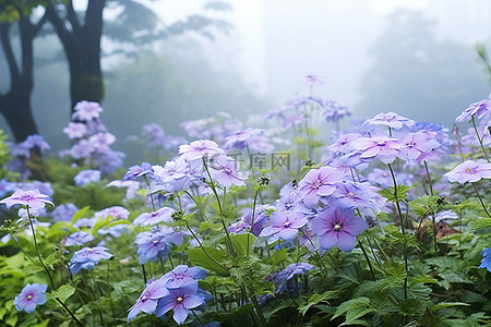 一个在有雾的环境中生长着鲜花的花园