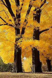 黄叶不断背景图片_一片长满黄叶的地方有两棵树