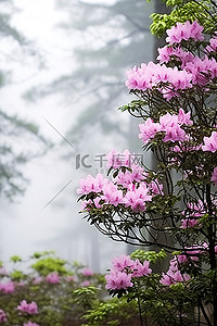 春天杜鹃花背景图片_粉红色的杜鹃花和雾