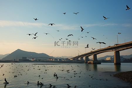 城市白天背景图片_人们在水中，鸟儿在他们上方飞翔