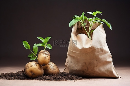 卤水土豆背景图片_纸袋里的两个土豆生长在农场的泥土里