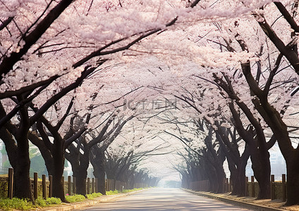 路边盛开的樱花树