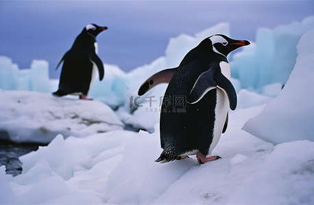 卫背景图片_大卫岛的企鹅