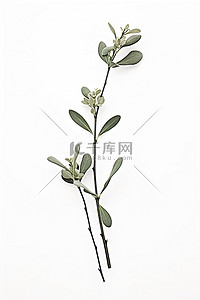 桉树背景图片_白色背景中桉树开花植物的小茎