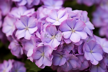 白色花瓣的紫色水螅花