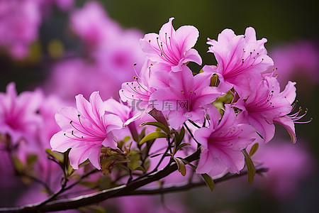 山粉色背景图片_我喜欢春天盛开的紫色花朵