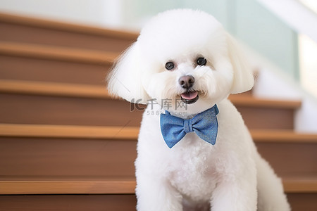一只戴着蓝色领结的白色宠物坐在楼梯上