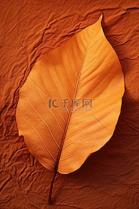 一片大叶子躺在棕色区域上