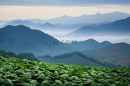 山脊过白菜 丰化 长冲 越南 天津