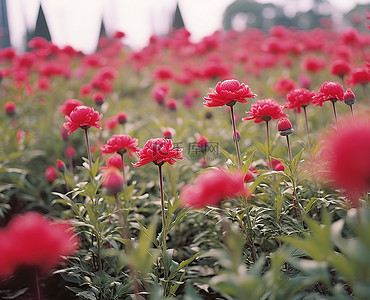 红色花田上的中国花园