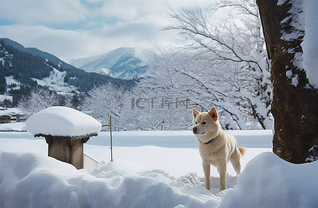 高柱子背景图片_一只狗站在雪覆盖的柱子旁