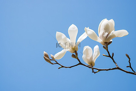 白色的花背景图片_盛开的玉兰stn镜头