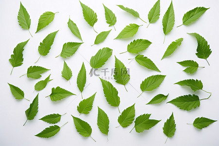 白色瓷砖上的一束成熟的绿叶
