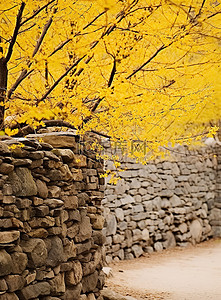 巴基斯坦北阿坎德邦石墙上的黄树
