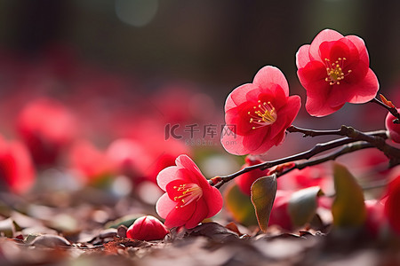 春天花朵红色背景图片_早春的红色花朵