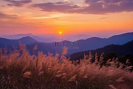 秋天晚上背景图片_太阳落在长满野草的山坡上