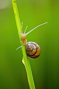 绿色植被背景图片_小蜗牛爬上绿色植被的茎