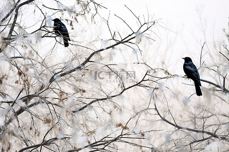冬天的鸟背景图片_白色的冬天，白松枝上有深黑的鸟