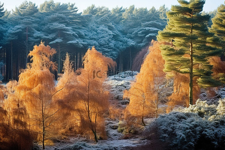 秋天都是背景图片_秋天，松树都是白色棕色和红色的