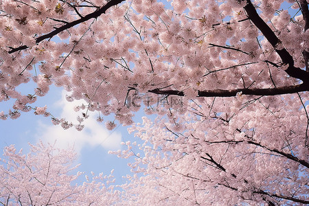 开着的背景图片_樱花树，树顶上开着粉红色的花朵