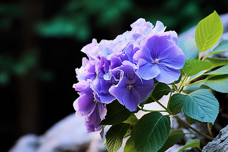 紫色自然背景图片_紫色的花里长着叶子