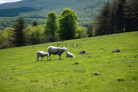 吃草的动物背景图片_羊在田野里的绿草上吃草