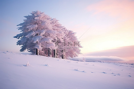 山上日落时积雪覆盖的树木