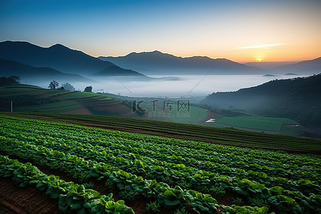 早晨太阳升起背景图片_太阳从蔬菜农场升起