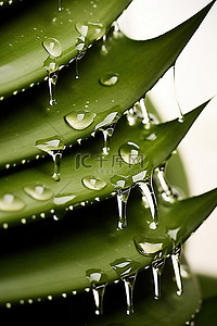 绿叶纯芦荟植物显示有水滴