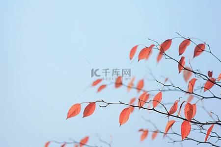 树上的红叶秋季摄影