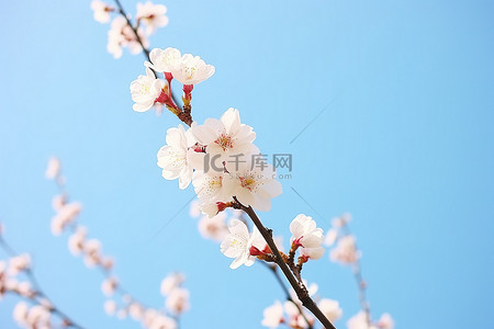 白色天空背景图片_樱花花美丽的春天的花朵蓝天
