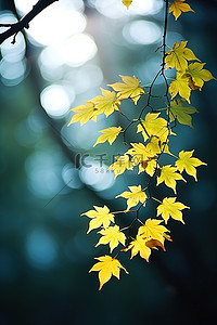 柔和的蓝色背景中长着亮黄色叶子的树枝