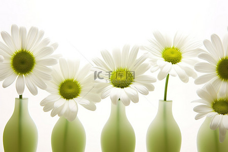 在白色背景下拍摄的一排白色雏菊