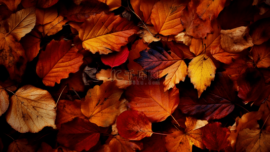 秋天树叶落叶图案摄影广告背景