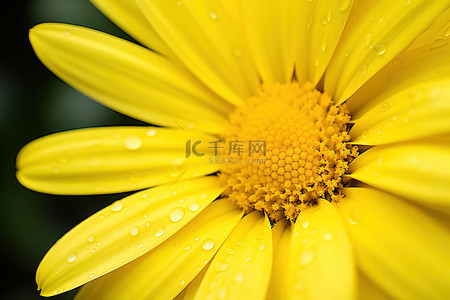 一朵黄色雏菊花的特写
