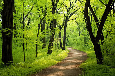 一条穿过郁郁葱葱的绿色树林的步行道