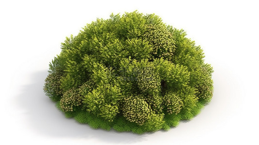 植物从林背景图片_从鸟瞰白色背景的 3D 插图中描绘的灌木