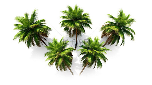 以 3D 渲染的白色背景上棕榈树的自上而下视图