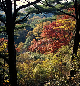 从伦敦北部的 ubojeongeni 山欣赏秋季森林景观