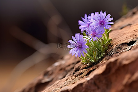 棕色岩石上的紫色花朵
