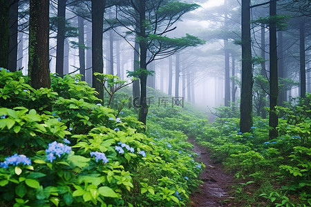 夏天植物花朵背景图片_有灌木和花朵的森林在雾中