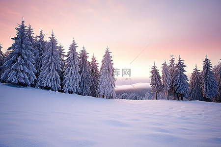 冬天树木雪景背景图片_夏季日出时积雪覆盖的树木雪景冬季