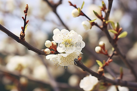 白色的花朵背景图片_白色的花朵长在一根树枝上