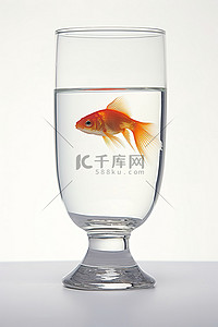 觀賞魚背景图片_一条金鱼在白桌上的一杯水中